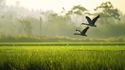 A pair of wild geese flying low over a lush green rice paddy, their graceful wings outstretched as they migrate in search of warmer climates.