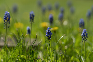 Grape hyacinths in a green meadow with a blurred background