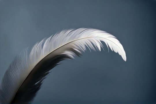 f use white wing feather isolated background plumage birds elegance plume imagine peace bird fly shape angel isolation holy beautiful closeup free decor