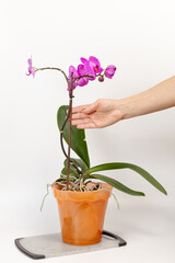 Woman's hand holds branch of phalaenopsis orchid flowers on the white background.