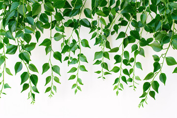Lush green weeping fig leaves cascading against a white background - obrazy, fototapety, plakaty