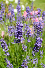 Fototapeta premium Bright purple lavenders in the garden