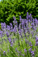 Obraz premium Bright purple lavenders in the garden