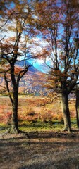 Fototapeta na wymiar Autumn trees on hillside with distant mountain
