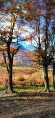 Fototapeta premium Autumn trees on hillside with distant mountain