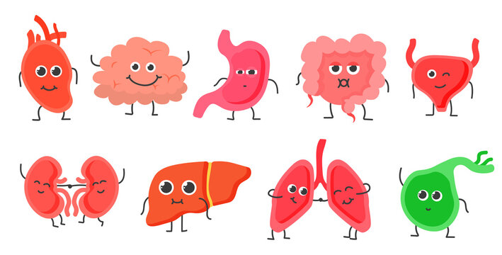 PNG, Medical human circulatory organ funny cartoon collection. Human internal organs. Biology medicine character cartoon. Heart, liver, brain, stomach, lungs, kidney organ. Vector illustration