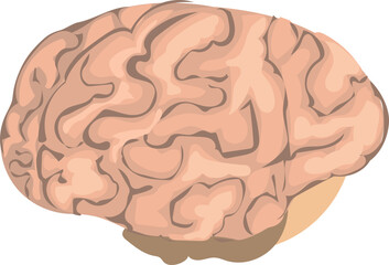 Brain on a transparent background.
