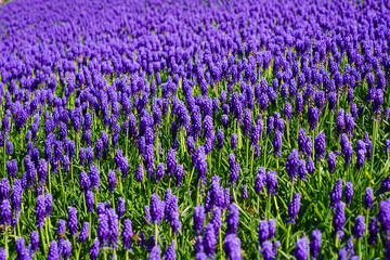 Blue magnificent arabian hyacinth in spring. Blue magnificent arabian hyacinth in spring. Turkey Istanbul Emirgan