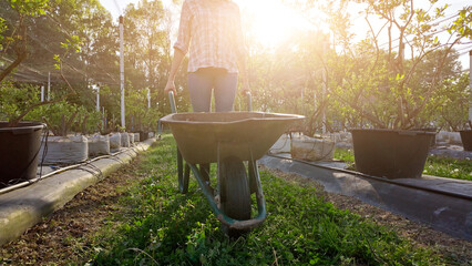 A woman gardener with wheelbarrow working in blueberries organic farm.