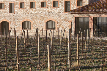 Catalonian vineyard in alt emporda. Organic agriculture. Girona, Catalonia, Spain
