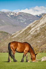 Horse in a green valley. Castilla y Leon mountain landscape