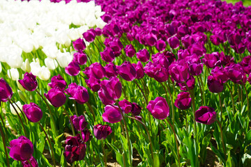 Bulbous flower that blooms every year in April, purple white tulips with very vibrant colors, Turkey Istanbul Emirgan