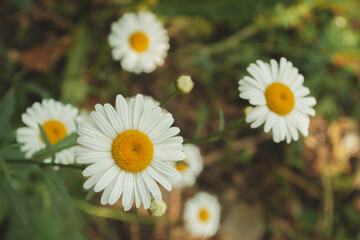 Chamomiles close-up, wildflowers, green background, nature, beauty, cute, flowers of Ukraine