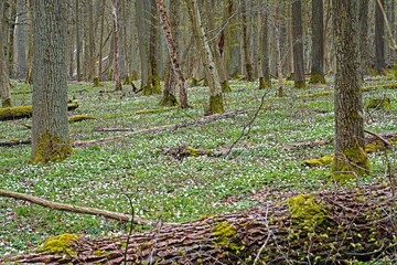 Laubwald im Frühling