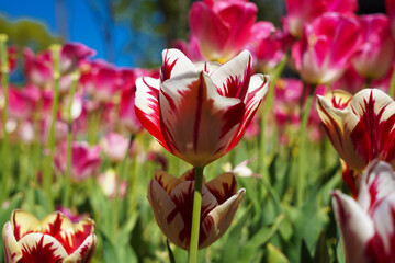 Bulbous flower that blooms every year in April, red white tulips with very vibrant colors, Turkey...