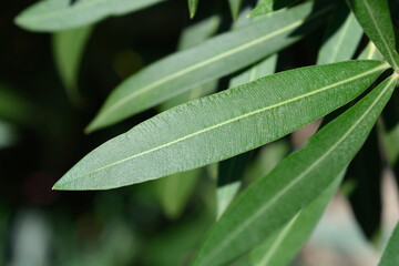 Common oleander leaves