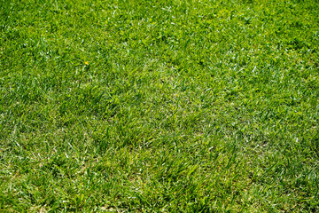 Green grass nature background, natural texture of plant in close-up