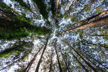 美しい杉の林。

日本国東京都文京区、小石川植物園にて。
2024年4月撮影。

Beautiful cedar forest.

At Koishikawa botanical garden, Bunkyo-ku, Tokyo, Japan,
photo by April, 2024.
