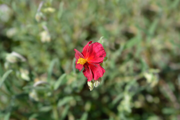 Rockrose Red Orient flower