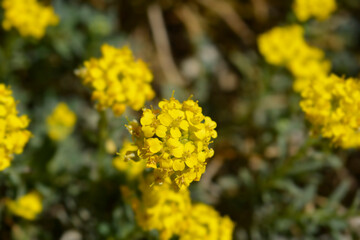 Madwort Golden Spring flowers