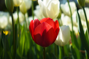 Bulbous flower that blooms every year in April, red white tulips with very vibrant colors, Turkey Istanbul Emirgan
