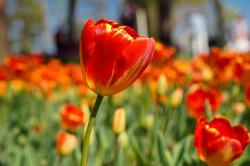 Bulbous flower that blooms every year in April, red yellow tulips with very vibrant colors, Turkey Istanbul Emirgan