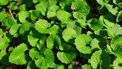 bright green plant leaves illuminated by the sun, background