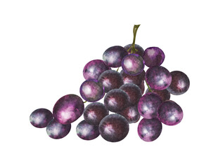 Watercolor illustration of a bunch of red and white grapes with leaves.Hand drawn grapes.