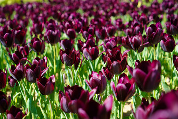 Bulbous flower that blooms every year in April, purple tulips with very vibrant colors, Turkey Istanbul Emirgan