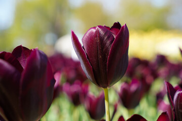 Bulbous flower that blooms every year in April, purple tulips with very vibrant colors, Turkey Istanbul Emirgan