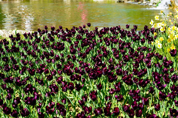 Bulbous flower that blooms every year in April, purple tulips with very vibrant colors, Turkey Istanbul Emirgan lake lakeside