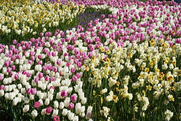 Bulbous flower that blooms every year in April, pink white tulips with very vibrant colors, Turkey...