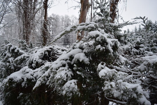 Snowy pine tree with dense branches in focus.