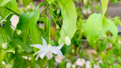 A beautiful looking hanging white flower with green leaves is in the foreground