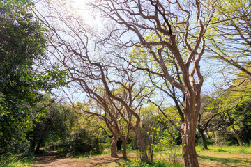 美しい大木たち。

日本国東京都文京区、小石川植物園にて。
2024年4月撮影。

Beautiful big trees.

At Koishikawa botanical garden, Bunkyo-ku, Tokyo, Japan,
photo by April, 2024.

