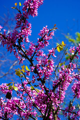 The tree called erguvan in Istanbul, which blooms purple flowers every year in april, purple flowers of cercis canadensis on the branches