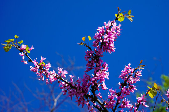 The tree called erguvan in Istanbul, which blooms purple flowers every year in april, purple flowers of cercis canadensis on the branches