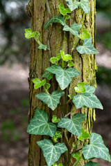 The common ivy (Hedera helix) at the tree stump.