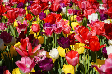 Bulbous flower that blooms every year in April, colorful tulips with very vibrant colors, Turkey Istanbul Emirgan