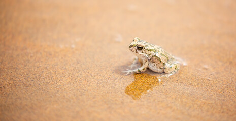 The frog sits on the sand on the shore of the lake. Beautiful wildlife landscape with place for text. The concept of protecting wildlife and ecology.