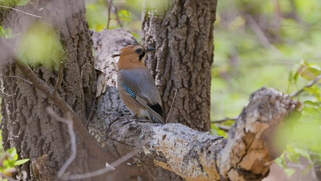 Eurasian Jay Bird Catches Insect From Tree Trunk Bark and Jumps Along the Branch