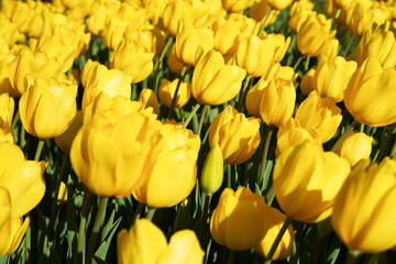 Bulbous flower that blooms every year in April, yellow tulips with very vibrant colors, Turkey Istanbul Emirgan