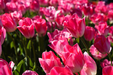 Bulbous flower that blooms every year in April, pink tulips with very vibrant colors, Turkey Istanbul Emirgan