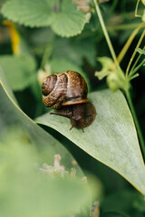 big snail on a green leaf