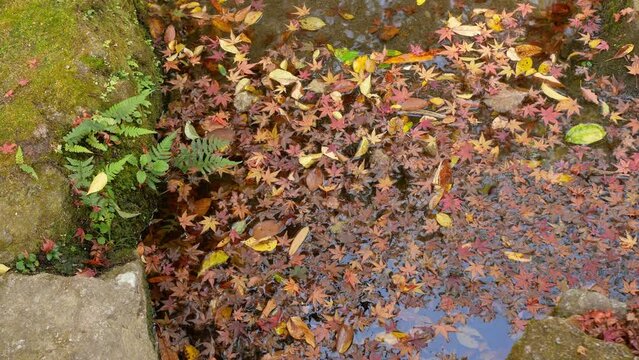 maple tree leaves fall in orange and yellow color changed fallen on the surface water of pond in zen traditional style japanese garden