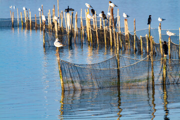 po delta regional park seagulls and cormorants valleys of comacchio adriatic coast