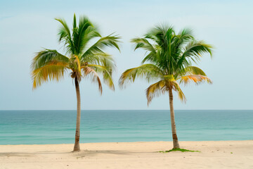 Fototapeta na wymiar Two palm tree stands tall on sandy beach under a clear blue sky.