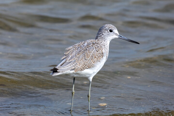 waders Po delta regional park seagulls and cormorants Comacchio valleys Adriatic coast