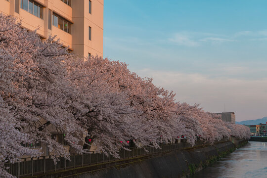 Cherry blossoms at dusk in a residential area in Japan.  住宅街の夕暮れの桜。日本