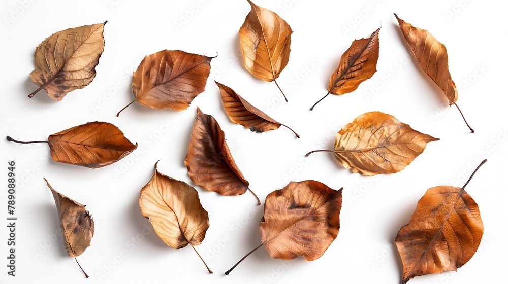 Poster autumn creative composition dried leaves on white background fall concept autumn background flat lay